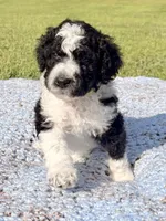 Curly aka Lime Collar Girl, a male Poodle - Standard  for sale in Corydon, IN – 6 of 9