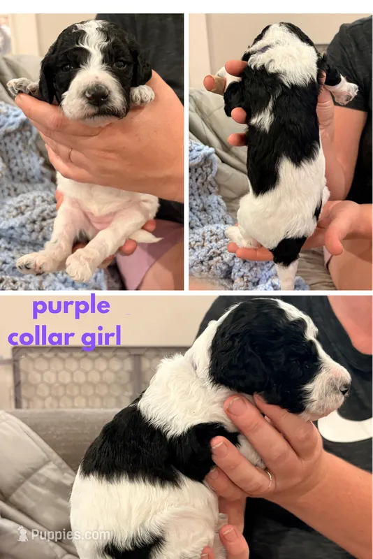 Violet aka Purple collar – Poodle - Standard  puppy for sale in Corydon, IN