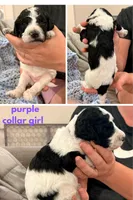 Violet aka Purple collar, a female Poodle - Standard  for sale in Corydon, IN – 1 of 7