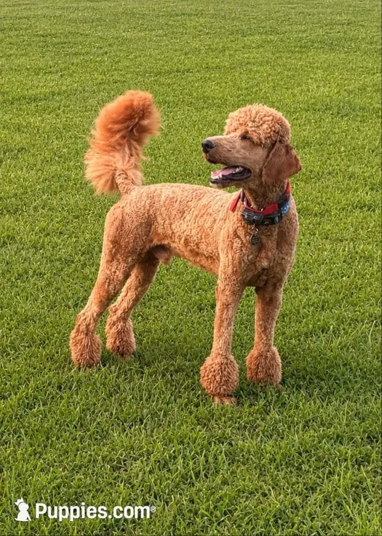 Pinky aka Pink collar Girl, a female Poodle - Standard  for sale in Corydon, IN – 10 of 10