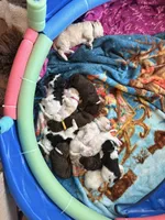Hershey aka white collar, a male Poodle - Standard  for sale in Corydon, IN – 4 of 6
