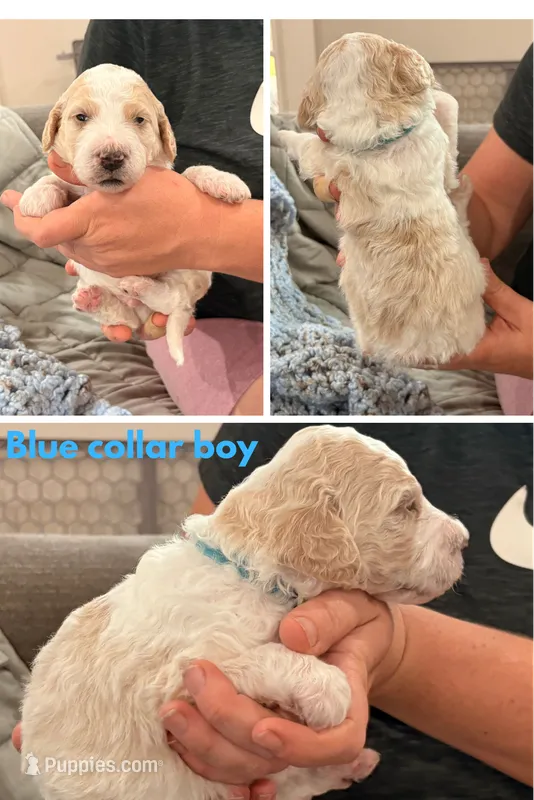 Bluey aka Blue Collar Male – Poodle - Standard  puppy for sale in Corydon, IN