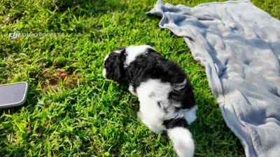 Brownie aka Brown Collar Male, a male Poodle - Standard  for sale in Corydon, IN – 2 of 6