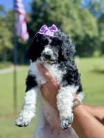 🌸 Purple collar Girl 🌸, a female Poodle - Standard  for sale in Corydon, IN – 2 of 6