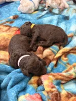 Goldie aka Gold collar, a female Poodle - Standard  for sale in Corydon, IN – 3 of 6