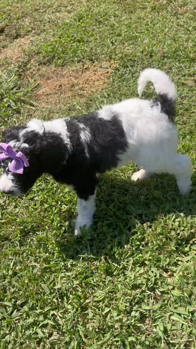 Violet aka Purple collar Girl, a female Poodle - Standard  for sale in Corydon, IN – 2 of 10