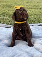 Goldie aka Gold collar Girl, a female Poodle - Standard  for sale in Corydon, IN – 4 of 7