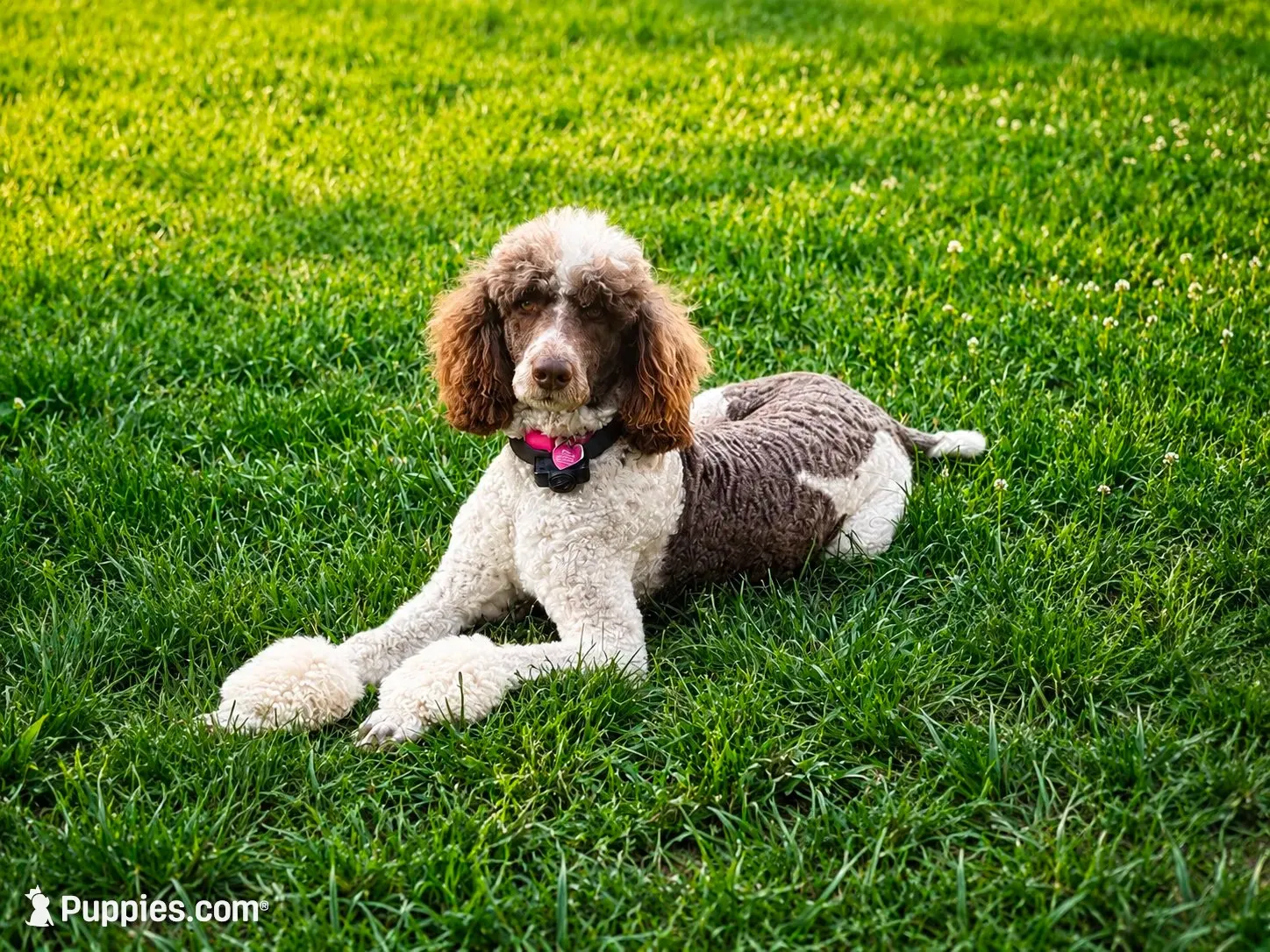 Pinky aka Pink collar Girl, a female Poodle - Standard  for sale in Corydon, IN – 9 of 10
