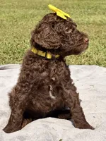 Goldie aka Gold collar Girl, a female Poodle - Standard  for sale in Corydon, IN – 3 of 7