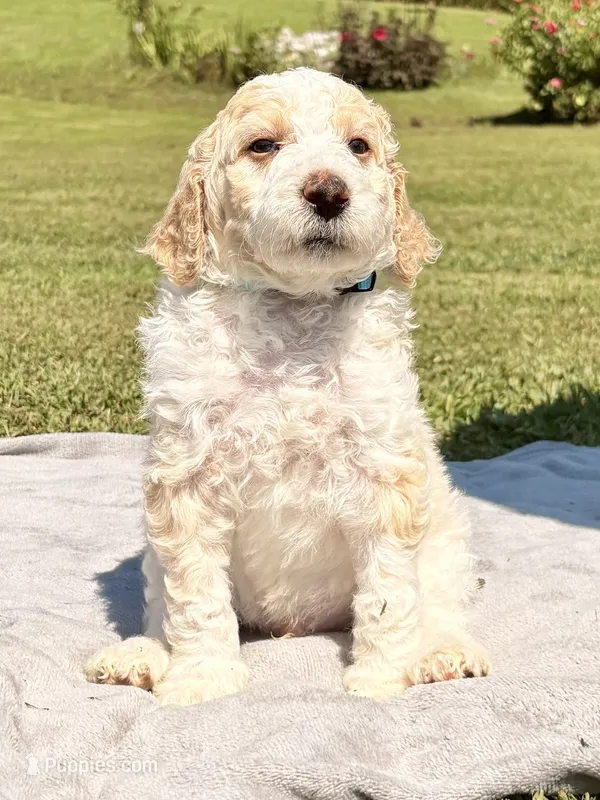 Bluey aka Blue Collar Male – Poodle - Standard  puppy for sale in Corydon, IN