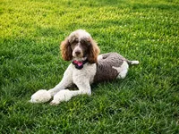 Violet aka Purple collar, a female Poodle - Standard  for sale in Corydon, IN – 6 of 7