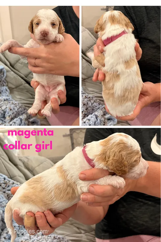 Magenta aka magenta collar – Poodle - Standard  puppy for sale in Corydon, IN