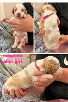 Magenta aka magenta collar, a female Poodle - Standard  for sale in Corydon, IN – 1 of 7