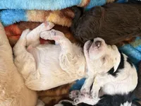 Bluey aka Blue Collar Male, a male Poodle - Standard  for sale in Corydon, IN – 3 of 6