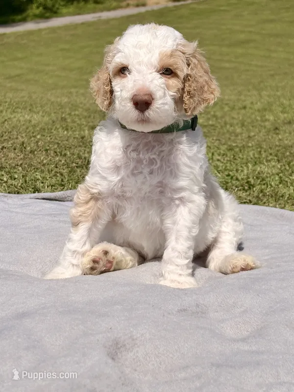 Green man aka Green collar Male  – Poodle - Standard  puppy for sale in Corydon, IN