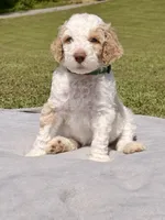 Green man aka Green collar Male , a male Poodle - Standard  for sale in Corydon, IN – 1 of 6