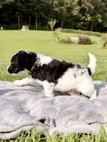 Brownie aka Brown Collar Male, a male Poodle - Standard  for sale in Corydon, IN – 3 of 6