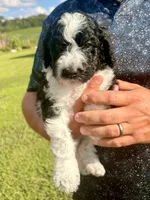 Curly aka Lime Collar Girl, a male Poodle - Standard  for sale in Corydon, IN – 7 of 9