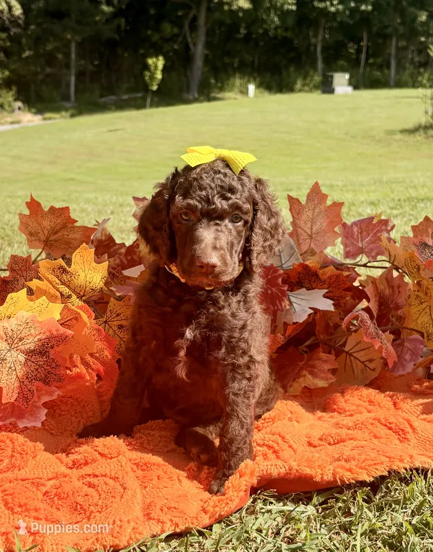 Goldie aka Gold collar Girl – Poodle - Standard  puppy on hold in Corydon, IN