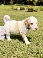 Green man aka Green collar Male , a male Poodle - Standard  for sale in Corydon, IN – 3 of 6
