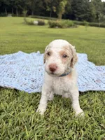 Navy aka Navy Collar Girl, a male Poodle - Standard  for sale in Corydon, IN – 7 of 9