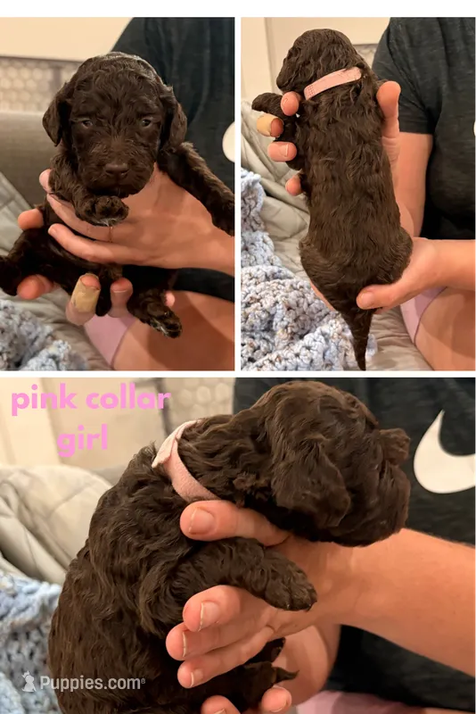 Pinky aka Pink collar – Poodle - Standard  puppy for sale in Corydon, IN