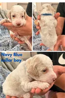 Navy aka Navy collar, a male Poodle - Standard  for sale in Corydon, IN – 1 of 6