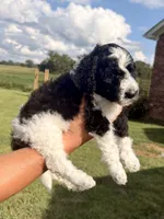 Curly aka Lime Collar Girl, a male Poodle - Standard  for sale in Corydon, IN – 5 of 9