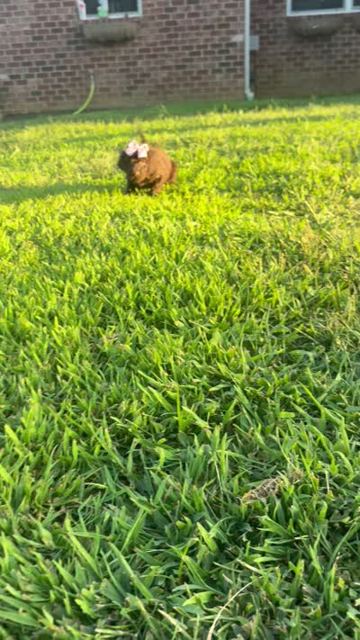 Pinky aka Pink collar Girl, a female Poodle - Standard  for sale in Corydon, IN – 2 of 10