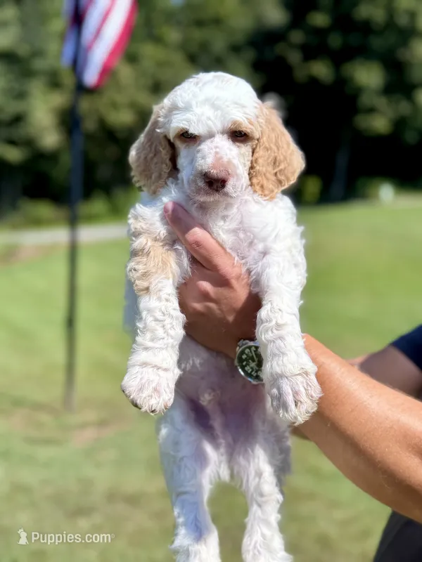 Green man aka Green collar Male  – Poodle - Standard  puppy for sale in Corydon, IN