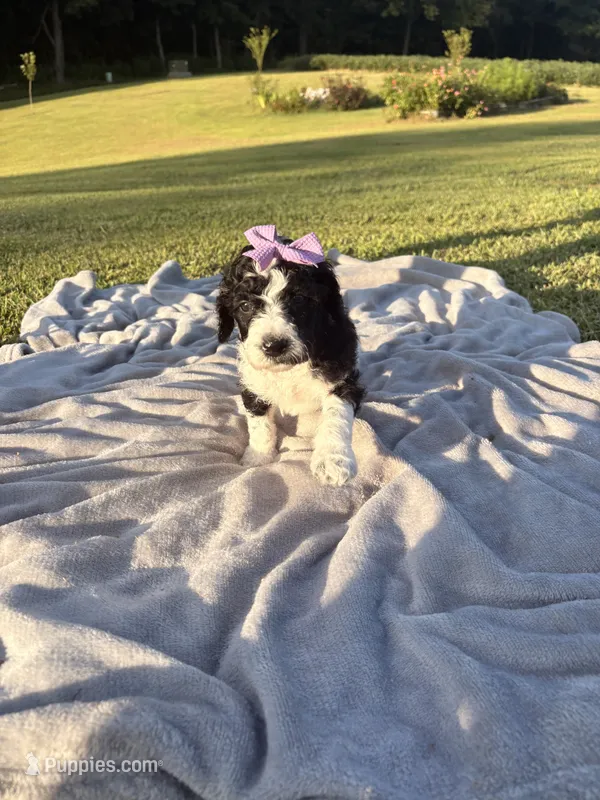 Violet aka Purple collar – Poodle - Standard  puppy for sale in Corydon, IN