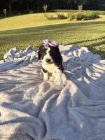 Violet aka Purple collar Girl, a female Poodle - Standard  for sale in Corydon, IN – 6 of 10