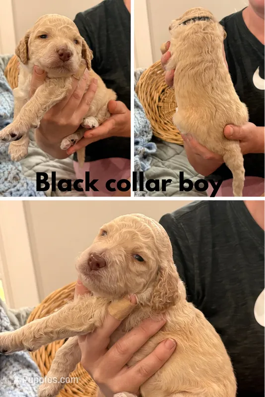 Black collar male – Poodle - Standard  puppy for sale in Corydon, IN