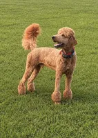 Black collar male, a male Poodle - Standard  for sale in Corydon, IN – 4 of 5