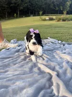 Violet aka Purple collar Girl, a female Poodle - Standard  for sale in Corydon, IN – 7 of 10