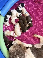 Brownie aka Brown Collar, a male Poodle - Standard  for sale in Corydon, IN – 3 of 6
