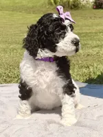 Violet aka Purple collar Girl, a female Poodle - Standard  for sale in Corydon, IN – 1 of 10