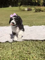 Violet aka Purple collar Girl, a female Poodle - Standard  for sale in Corydon, IN – 3 of 10
