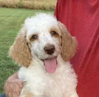 Last of the litter , a male Poodle - Standard  for sale in Corydon, IN – 9 of 9
