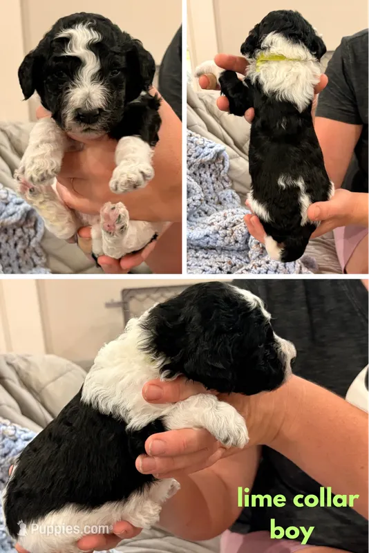 Curly aka Lime Collar – Poodle - Standard  puppy for sale in Corydon, IN