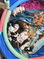 Violet aka Purple collar, a female Poodle - Standard  for sale in Corydon, IN – 3 of 7