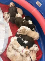 Hershey aka white collar, a male Poodle - Standard  for sale in Corydon, IN – 3 of 6