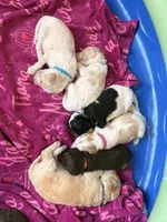 Violet aka Purple collar, a female Poodle - Standard  for sale in Corydon, IN – 5 of 7