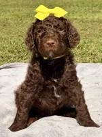 Goldie aka Gold collar Girl, a female Poodle - Standard  for sale in Corydon, IN – 1 of 7