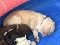 Black collar male, a male Poodle - Standard  for sale in Corydon, IN – 2 of 5