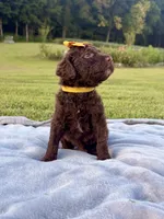 Goldie aka Gold collar Girl, a female Poodle - Standard  for sale in Corydon, IN – 5 of 7