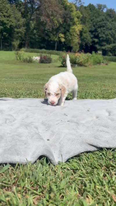 Navy aka Navy Collar Girl, a male Poodle - Standard  for sale in Corydon, IN – 2 of 9