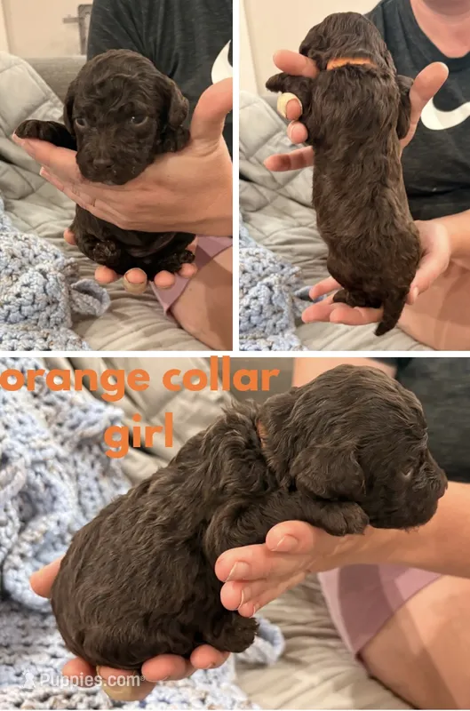 Reese aka orange collar  – Poodle - Standard  puppy for sale in Corydon, IN