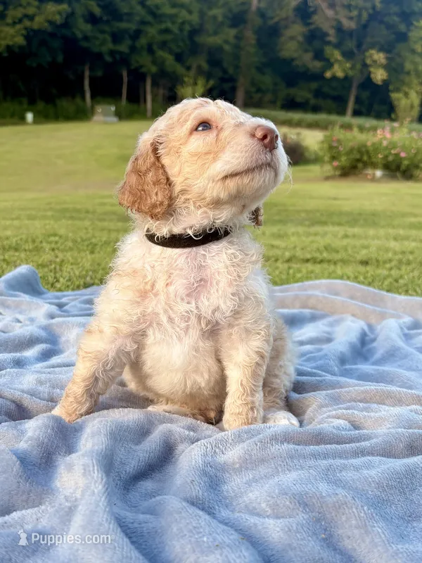Black collar male – Poodle - Standard  puppy for sale in Corydon, IN