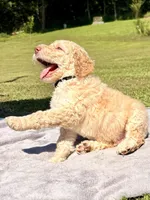 Big Boy aka Black collar male, a male Poodle - Standard  for sale in Corydon, IN – 4 of 7